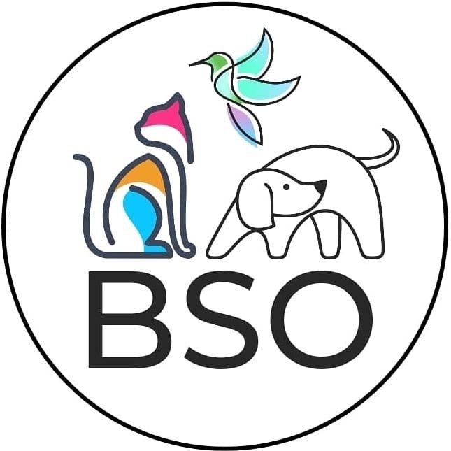 BSO. LOOKING FOR A SECOND CHANCE