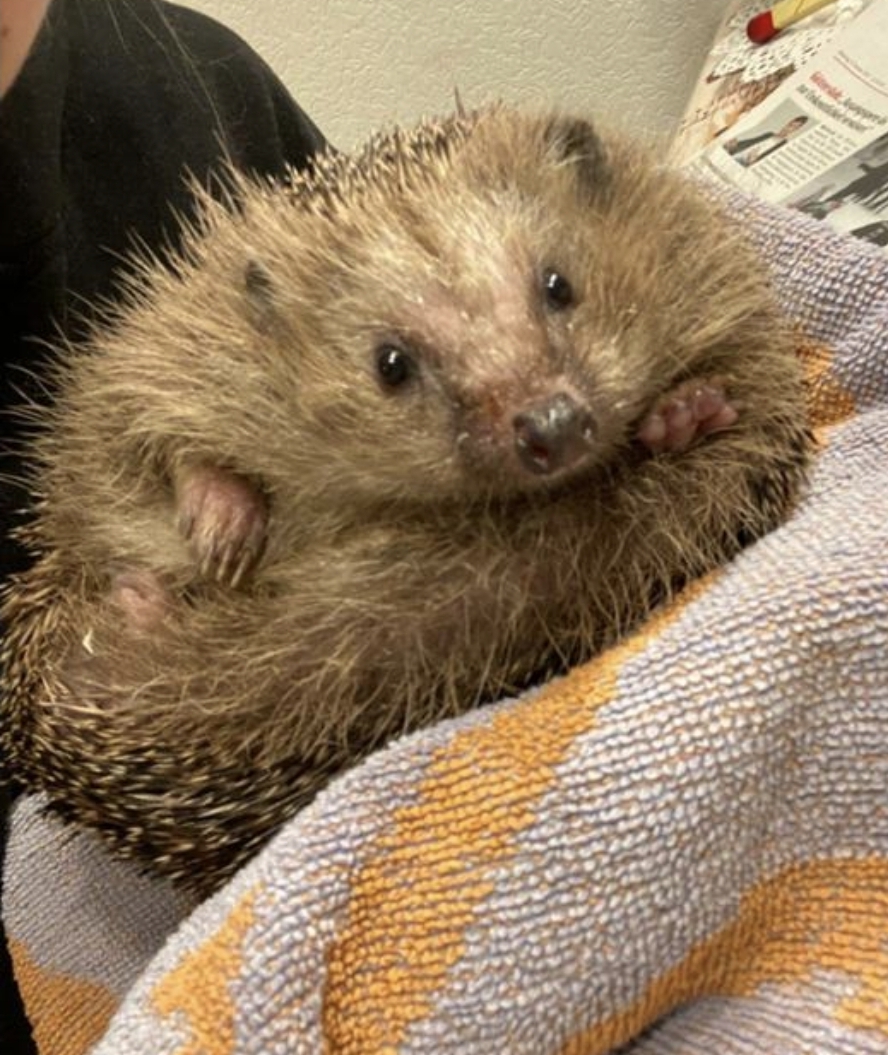 Wildtiere brauchen Deine Hilfe