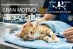 GASTOS VETERINARIOS BOSQUE FELINO