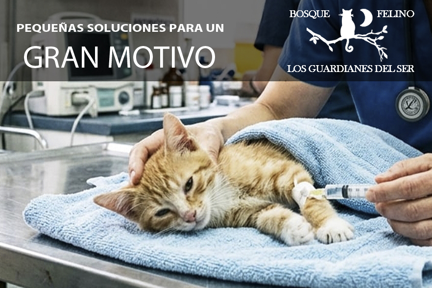 GASTOS VETERINARIOS BOSQUE FELINO