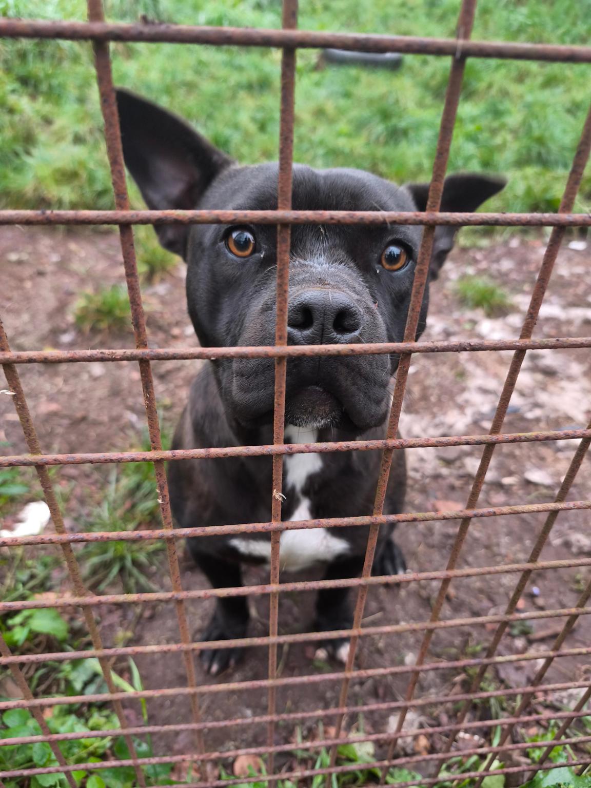 Salvar los Ppp de Refuxio de Bando