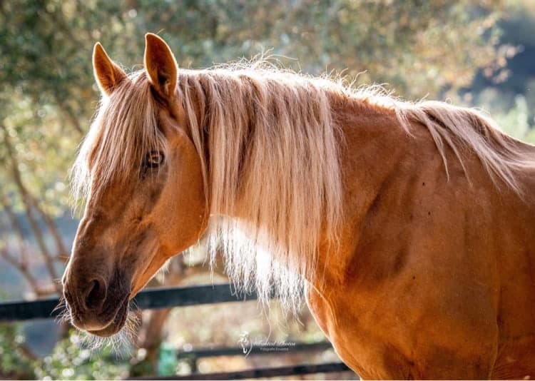 ARCH, Andalusian Rescue Centre for Horses