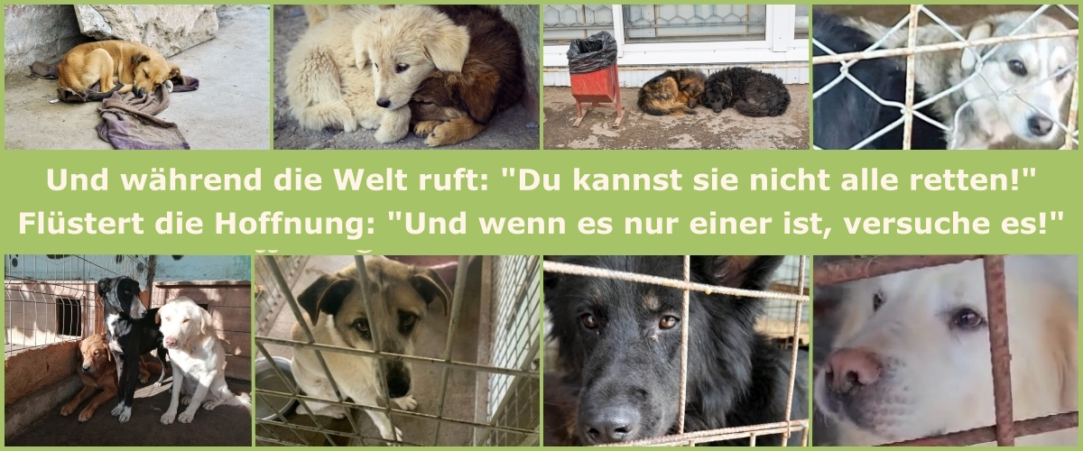 Rumänienhunde e. V. - Help the voiceless