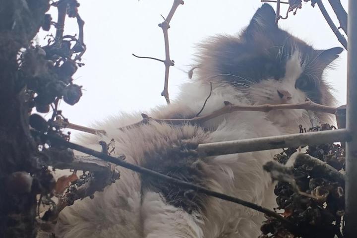 Gatetes de Granja de Moreruela