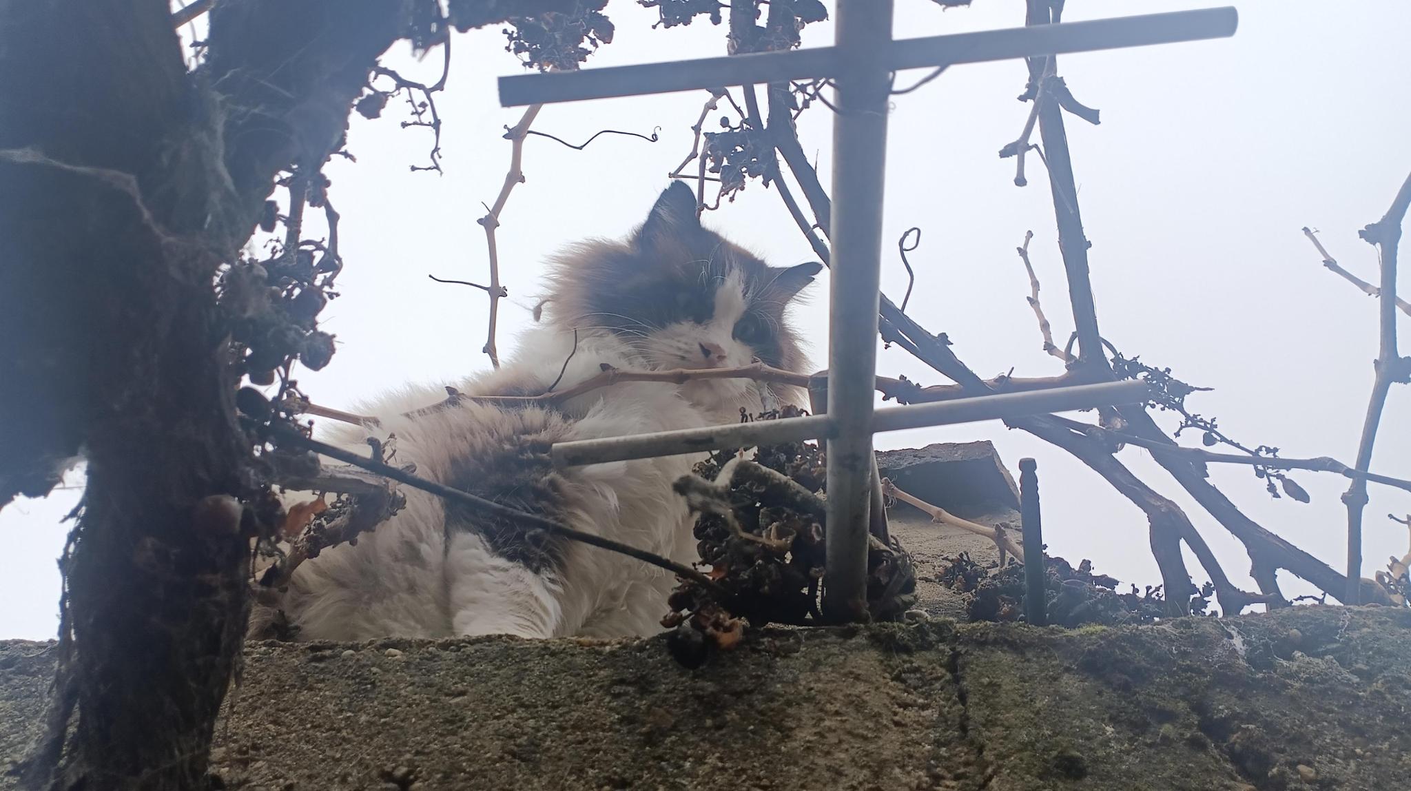 Gatetes de Granja de Moreruela