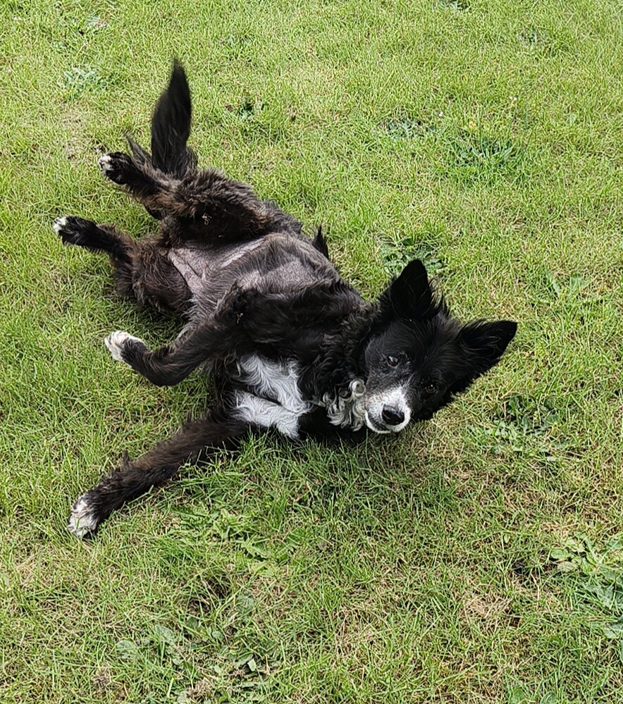 Stella's dreamteam dogpawer