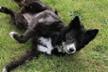 Stella's dreamteam dogpawer