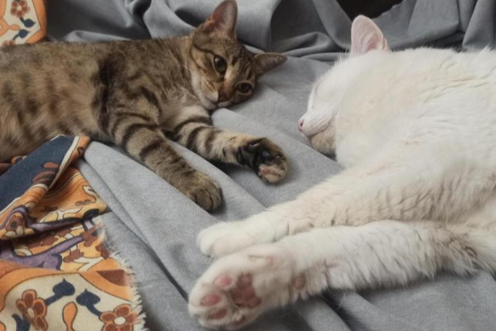 Ayuda para las gatitas