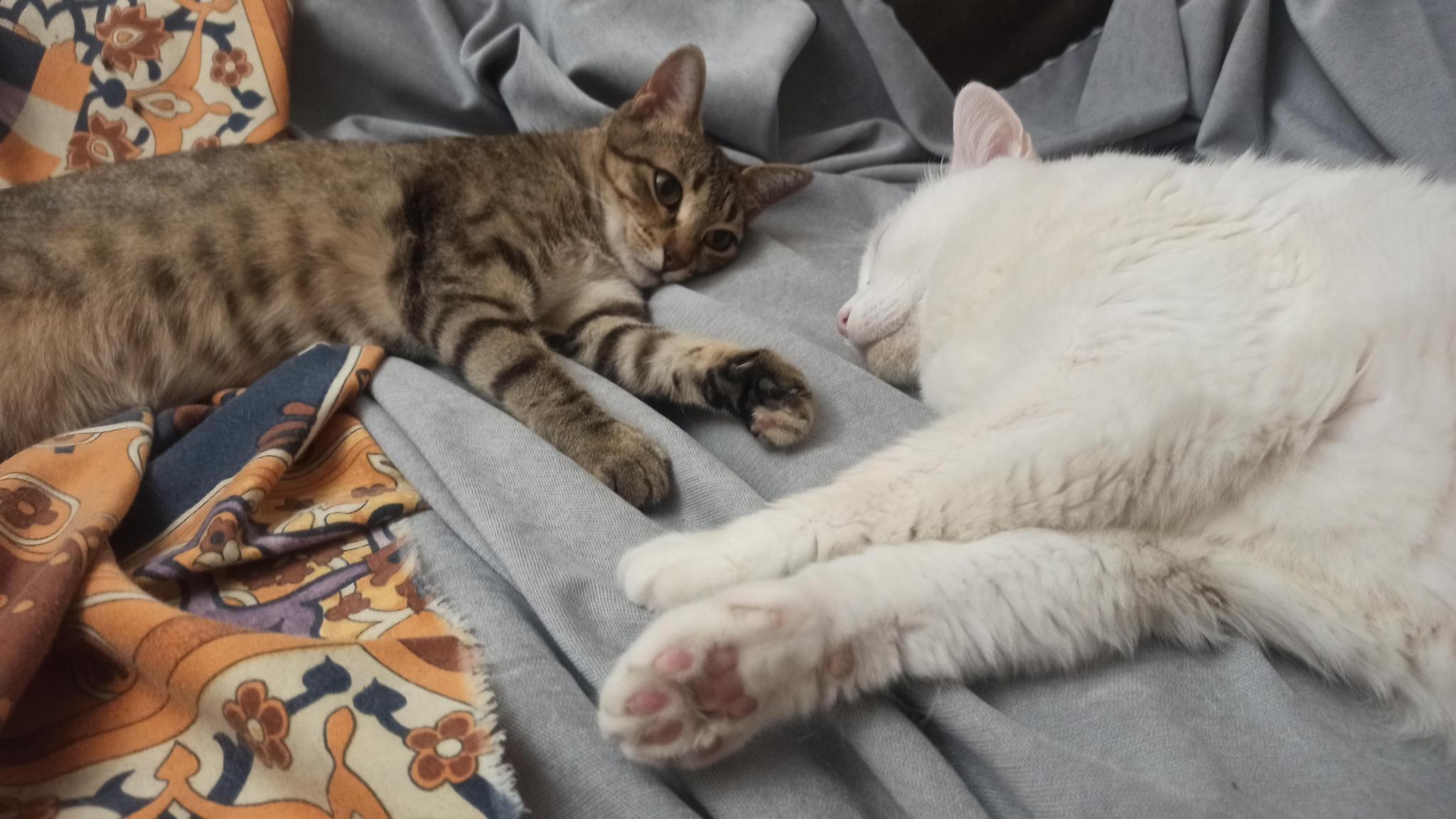 Ayuda para las gatitas
