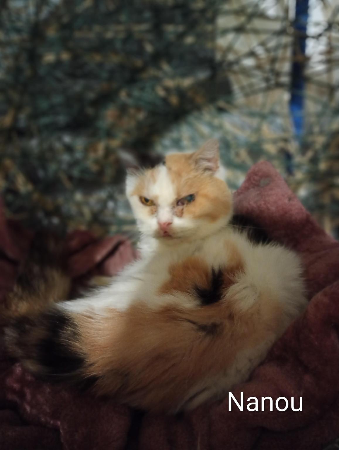 Aù bonheur des vieux matous