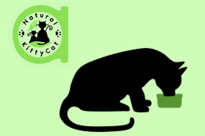 Asociación Natural KittyCat: Food for KittyCats