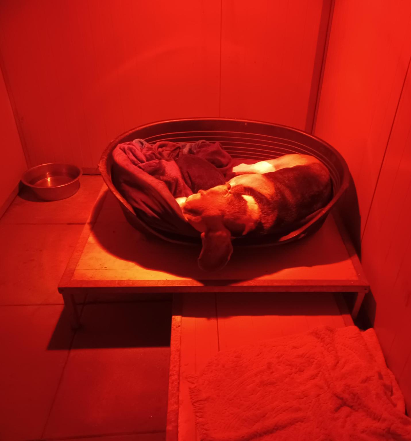 Io cammino con fido odv