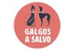 Galgos a salvo