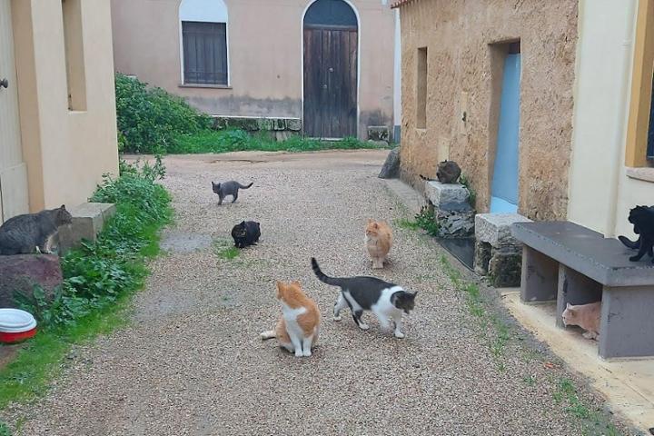 I Gatti Scalzi – 1 euro al mese per la colonia felina di San Salvatore