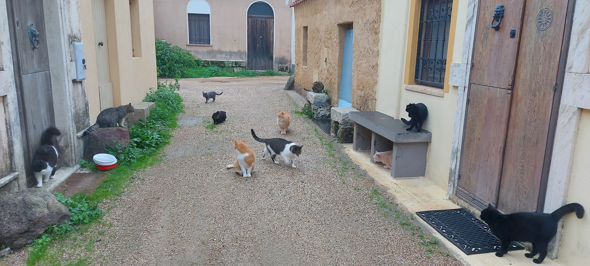 I Gatti Scalzi – 1 euro al mese per la colonia felina di San Salvatore