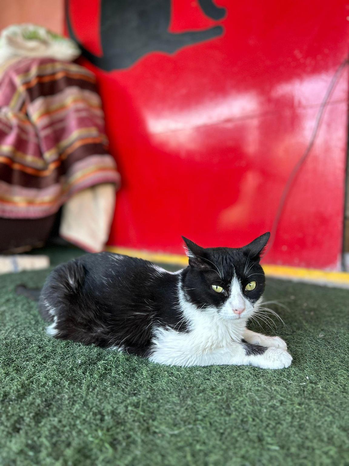 CUATRO HUELLAS - AYUDA GASTOS VETERINARIOS