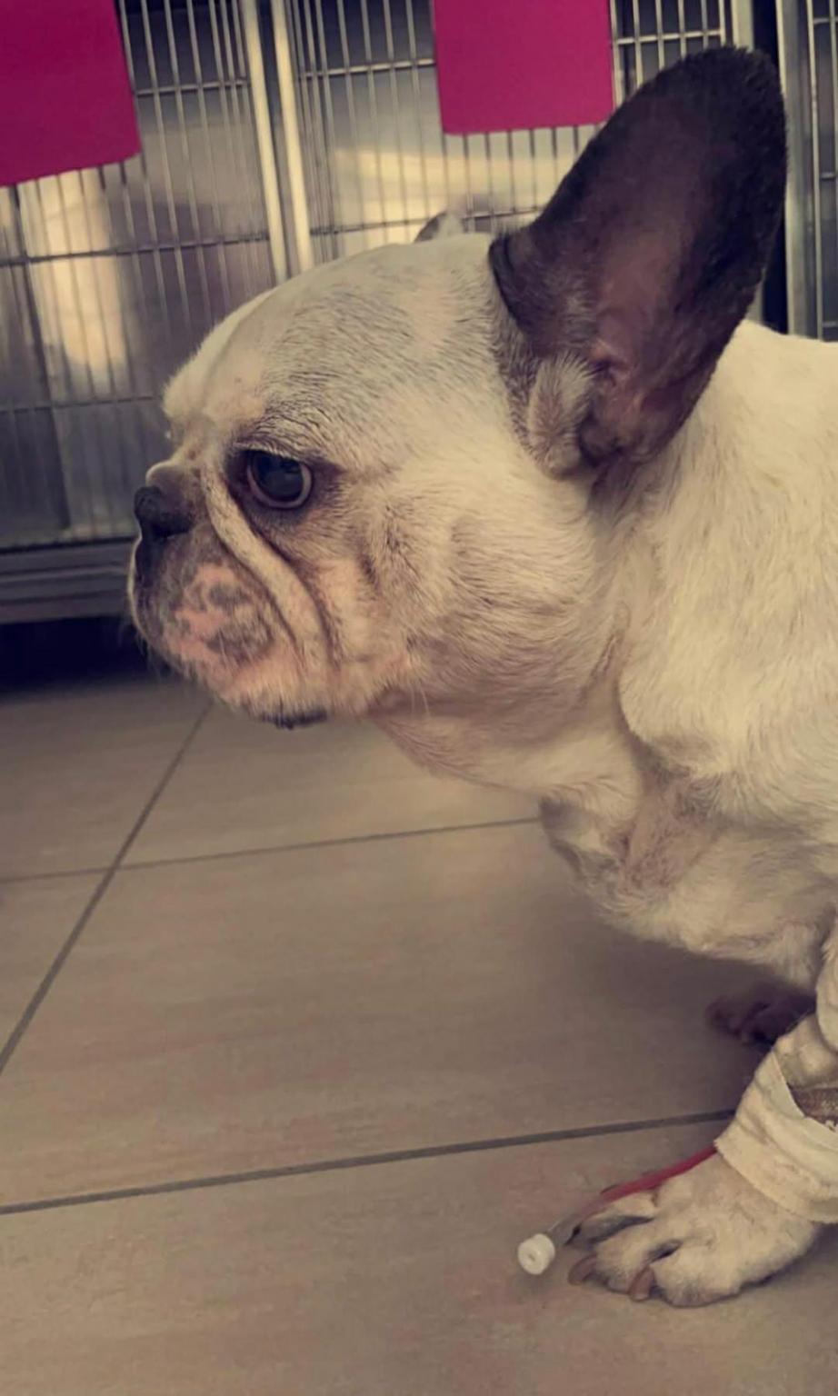 Un Coeur pour Junior