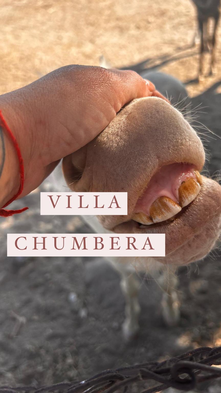 Villa Chumbera