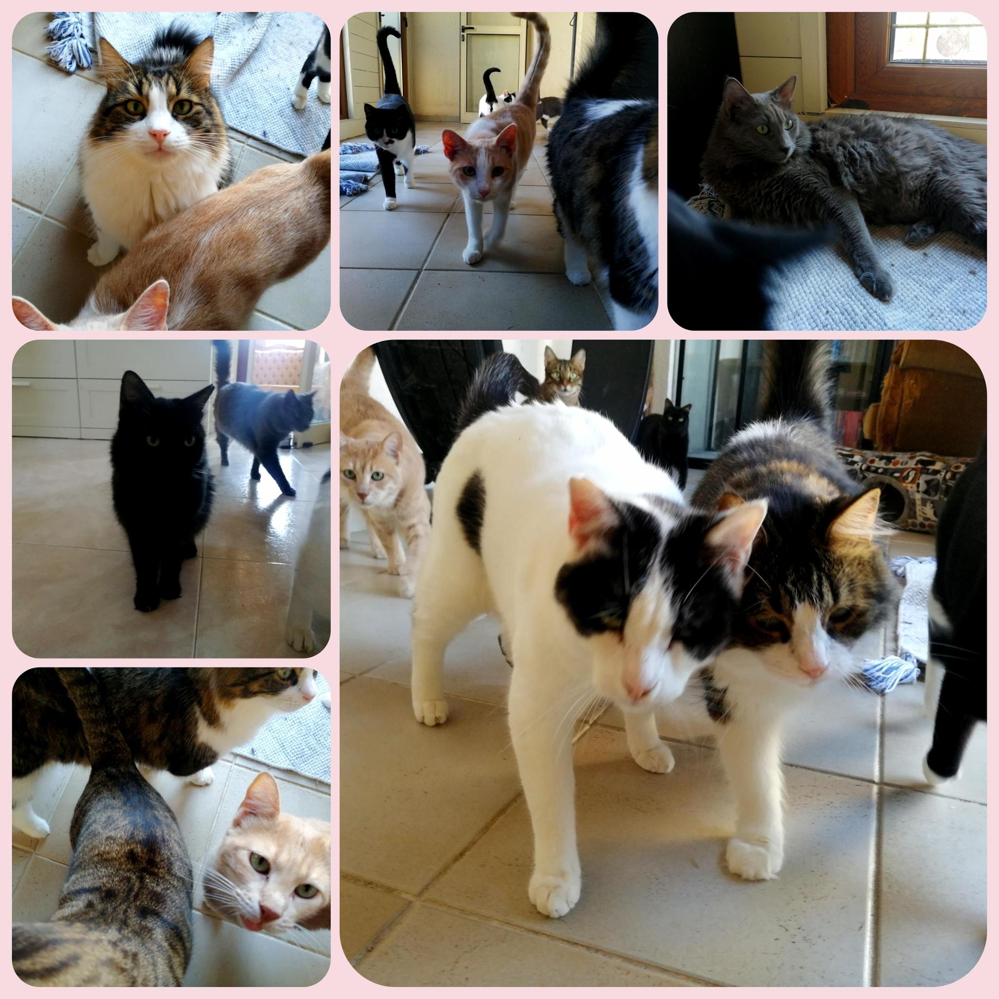 Fosterhouse Aradippou Katzenhilfe Hundehilfe