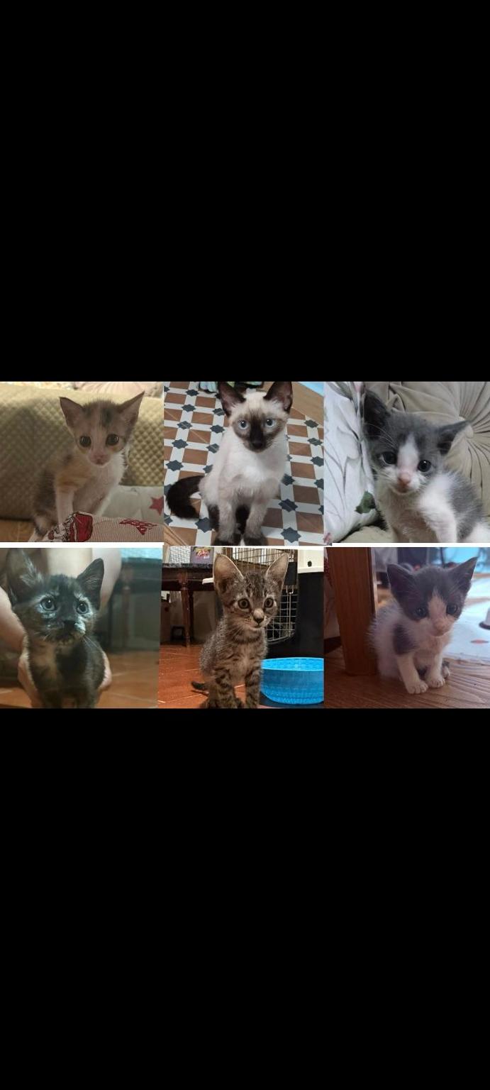 Los míninos de Moni