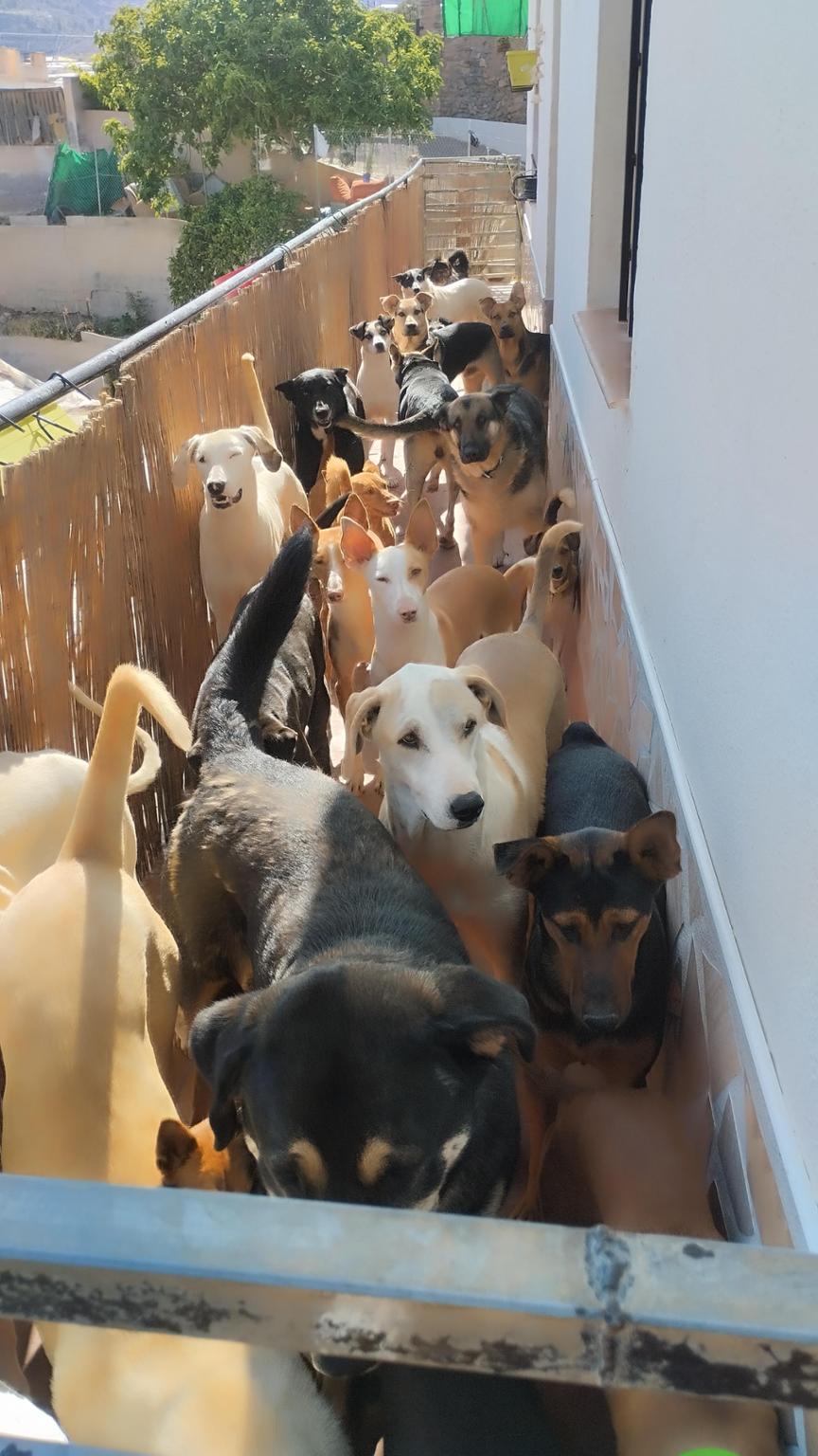 Alimentación animales rescatados