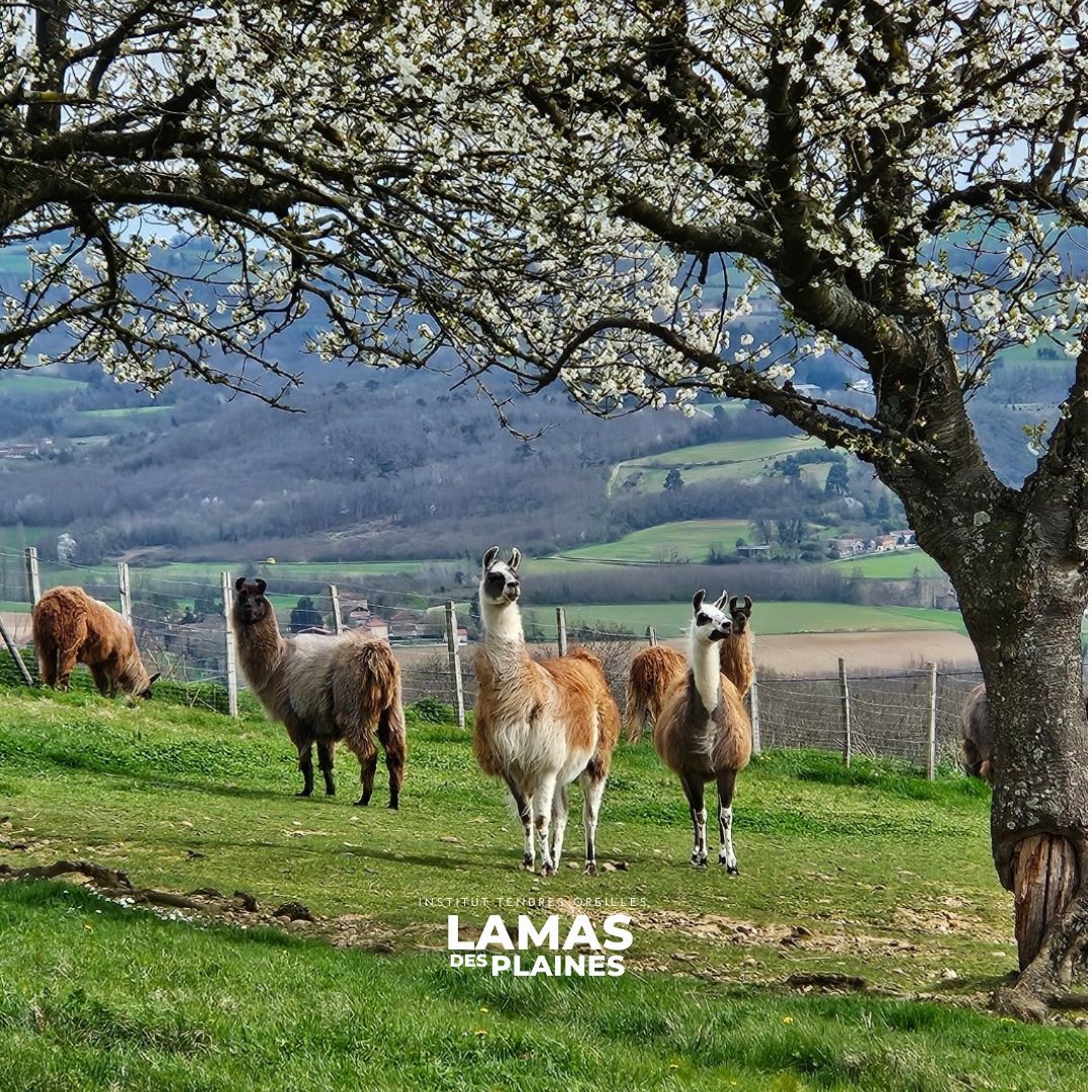 Association Lamas des Plaines