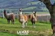Association Lamas des Plaines