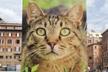 Torre Argentina - Gatti di Roma