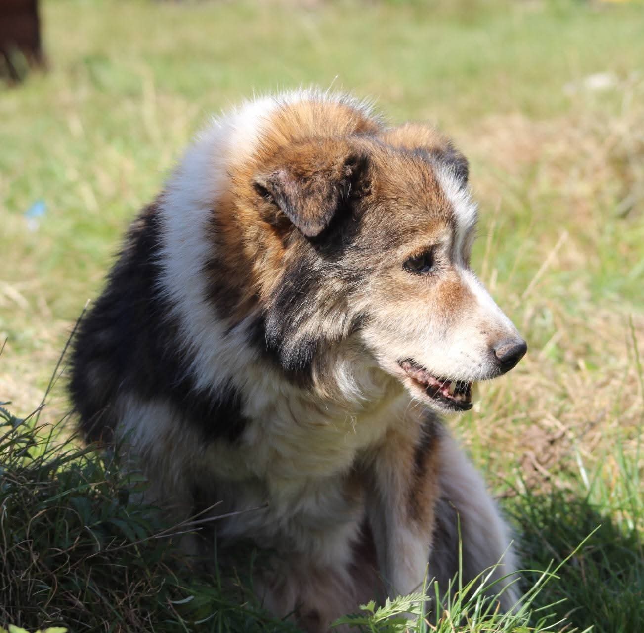 Speranta Dog Rescue VZW