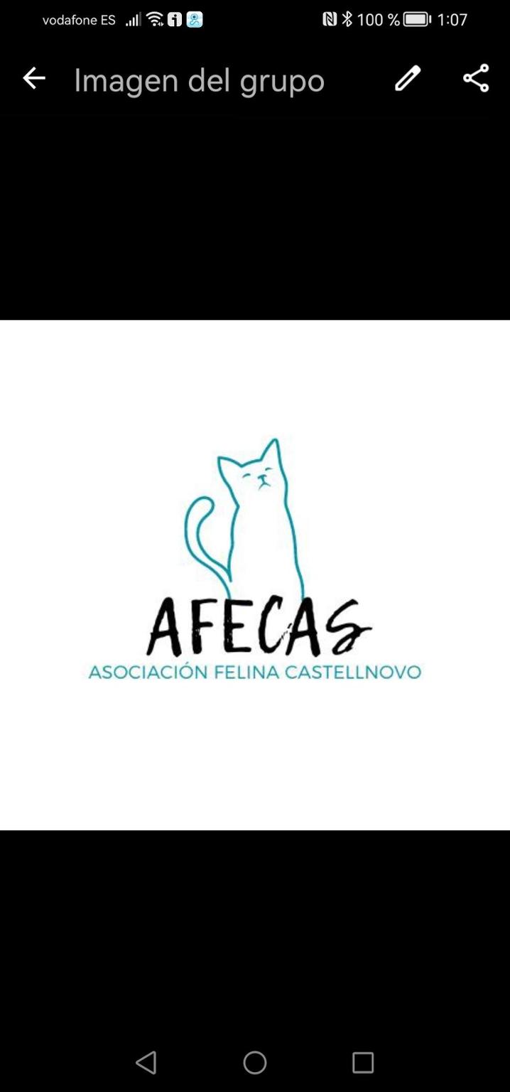 AFECAS
Asociación felina de Castellnovo.