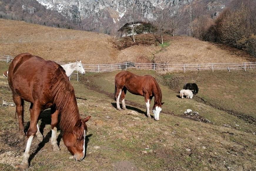 Terra Fenice, rescue horses, donkeys and ponies