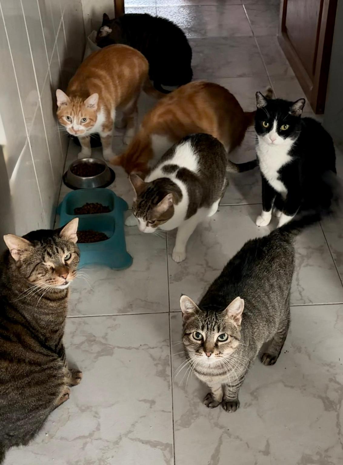 Fondo para 16 gatos rescatados de Vanessa