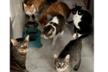 Fondo para 16 gatos rescatados de Vanessa