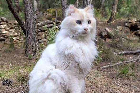 Gatos y Perros de Gátova