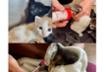 Asociación protectora de gatos Aniami