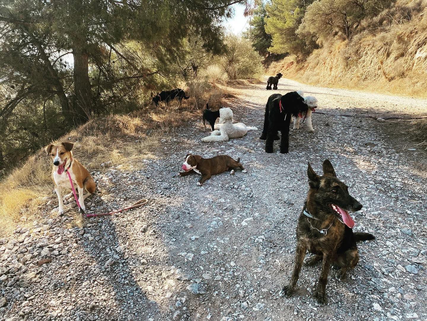 ASOCIACIÓN NACIONAL AL CANIS