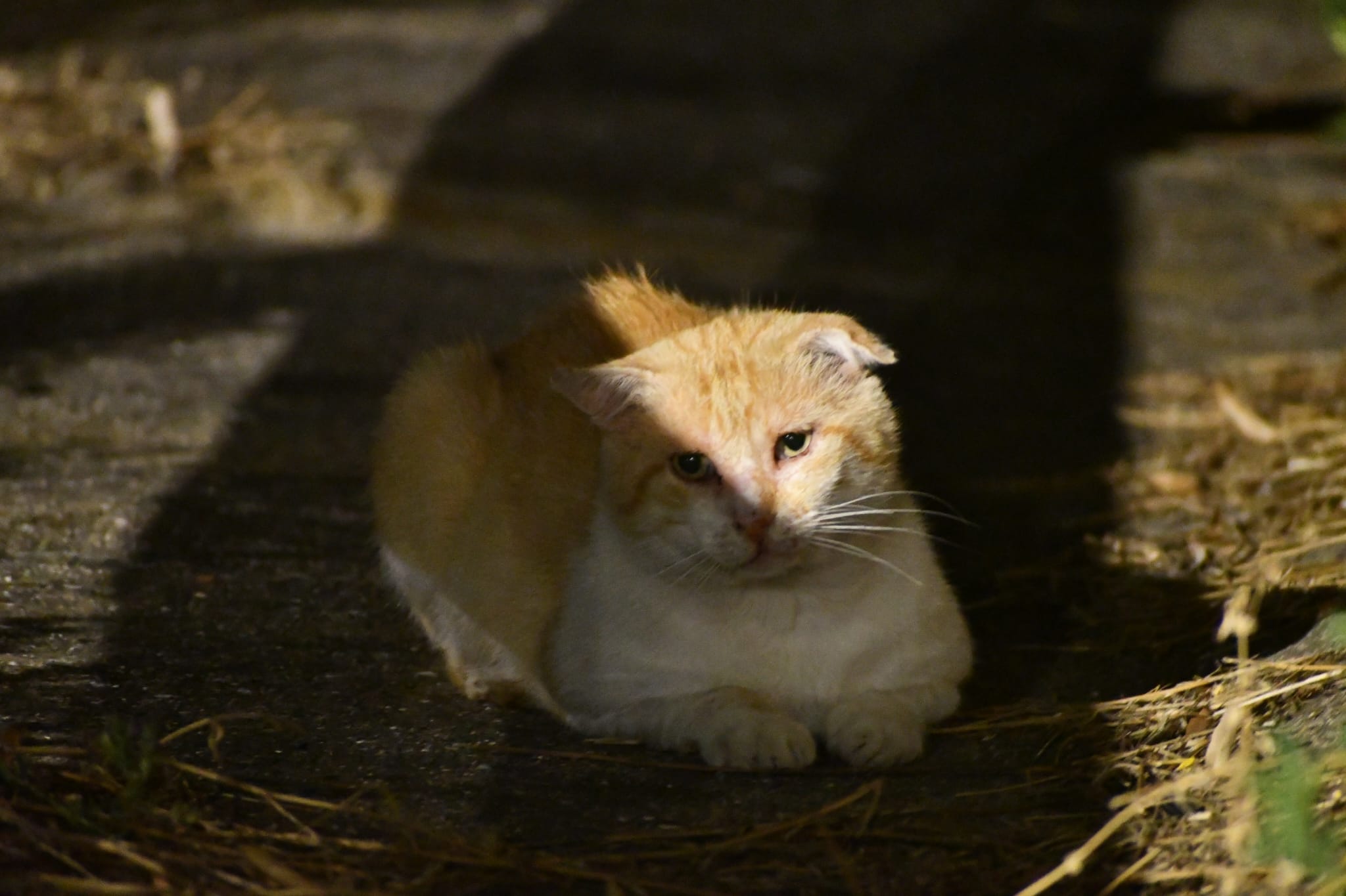 Cats & Dogs Alt Urgell
