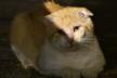 Cats & Dogs Alt Urgell