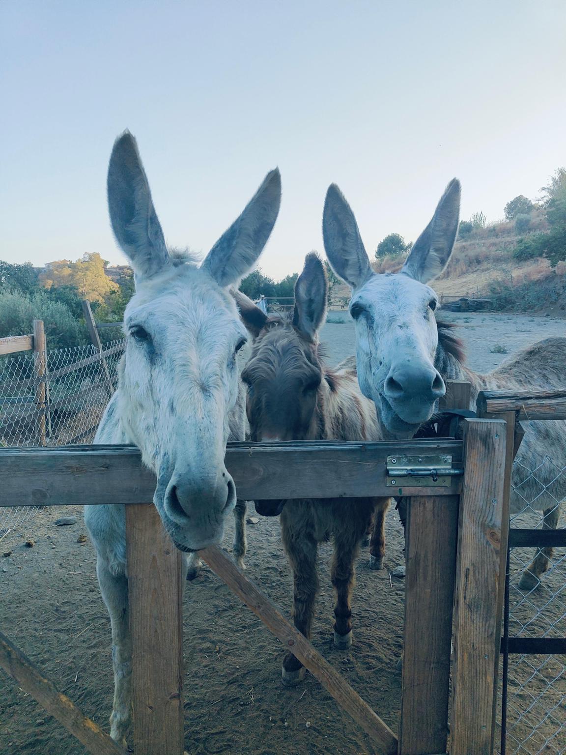 Donkey Dreamland Mijas
