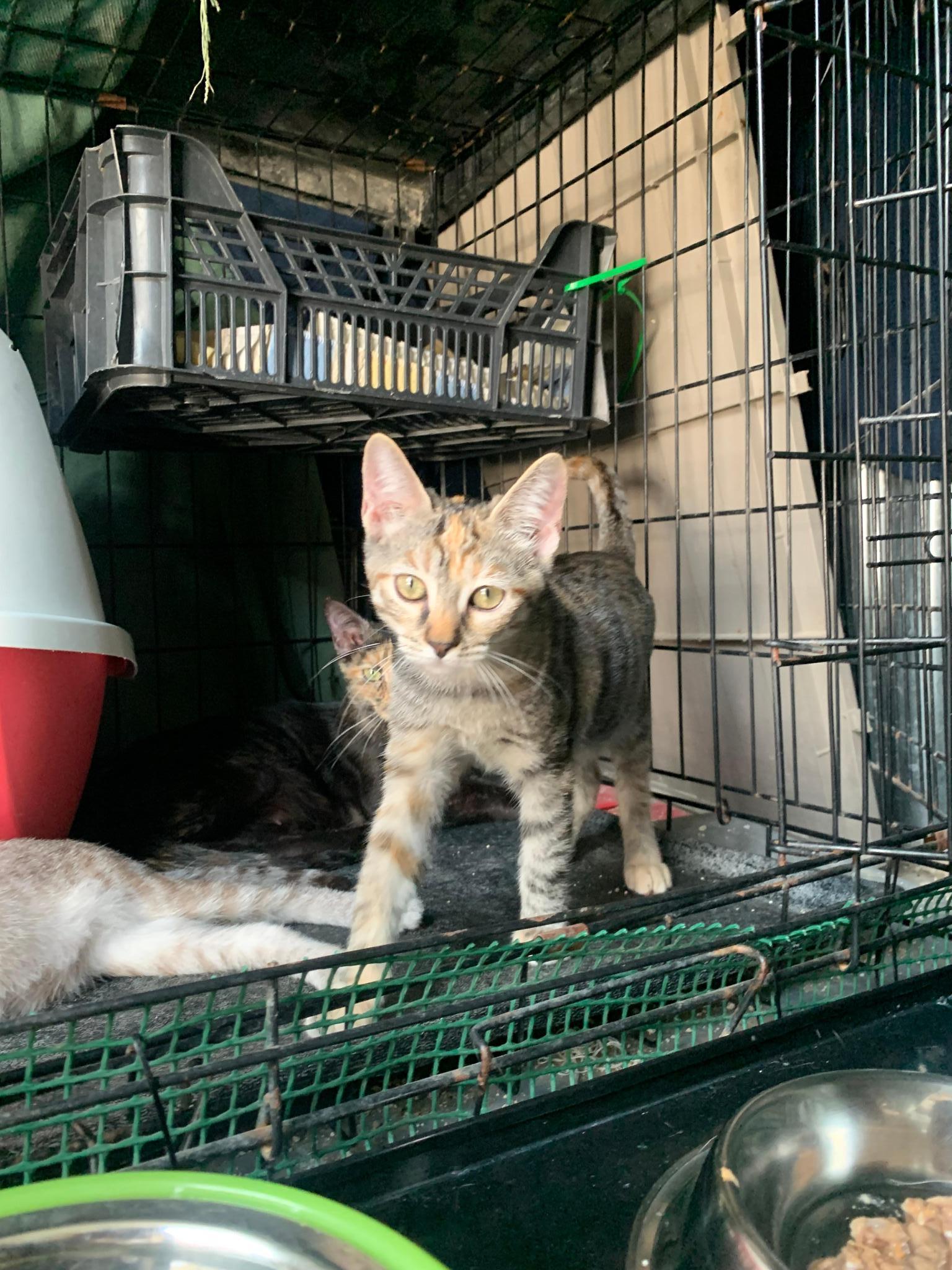 Michi.rescuer