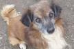 Auxilio Animales en Campohermoso