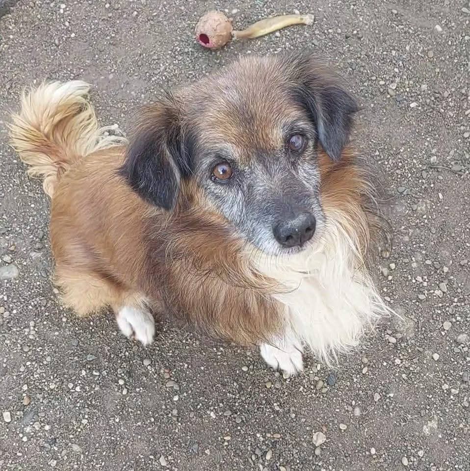 Auxilio Animales en Campohermoso