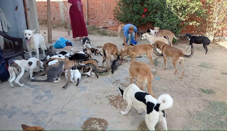 Pour les chiens et les chats d'Ihssan