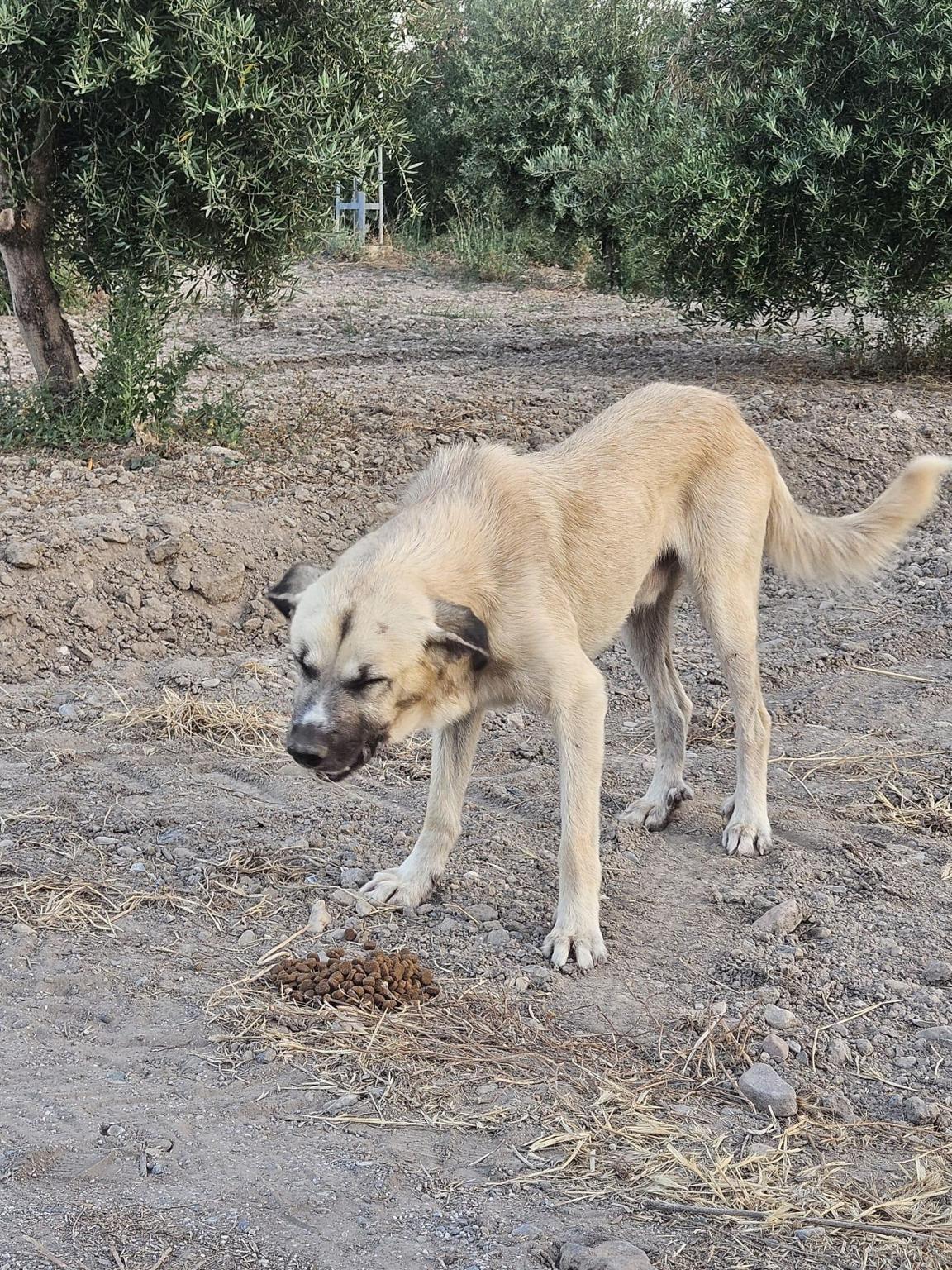FONDOS PARA ANIMALES NECESITADOS
