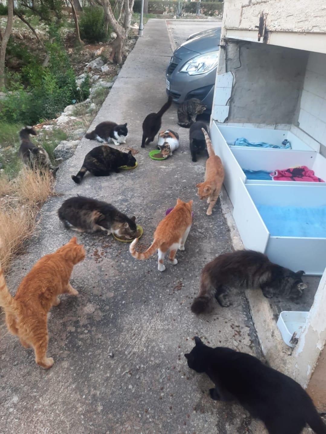 Help-the-streetcats-in-Calas de Mallorca/Baleares