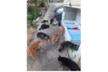 Help-the-streetcats-in-Calas de Mallorca/Baleares