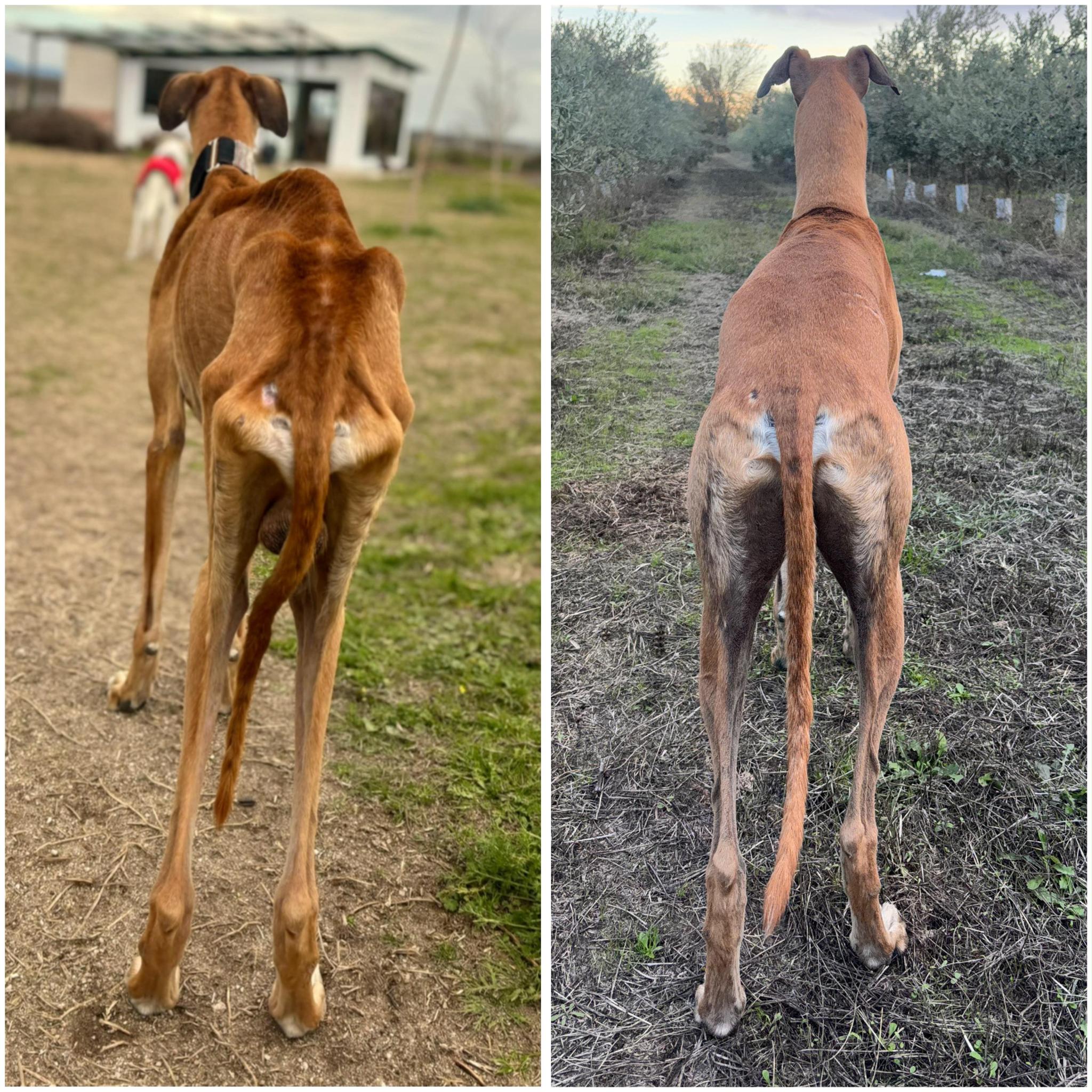 El Perro Loco Talavera