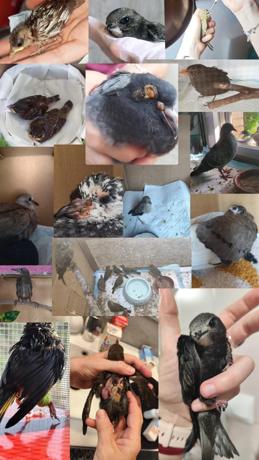 Rescates de aves