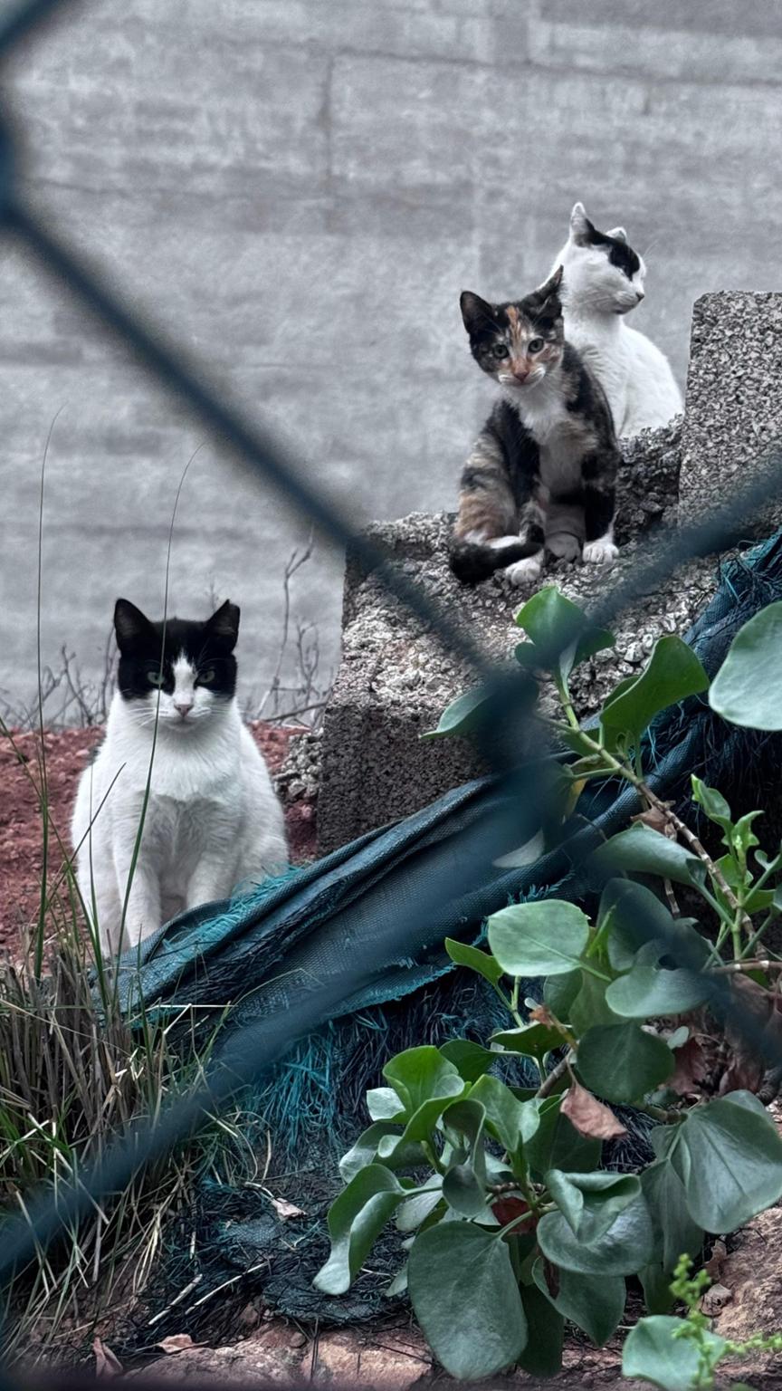 La colonia de las casitas