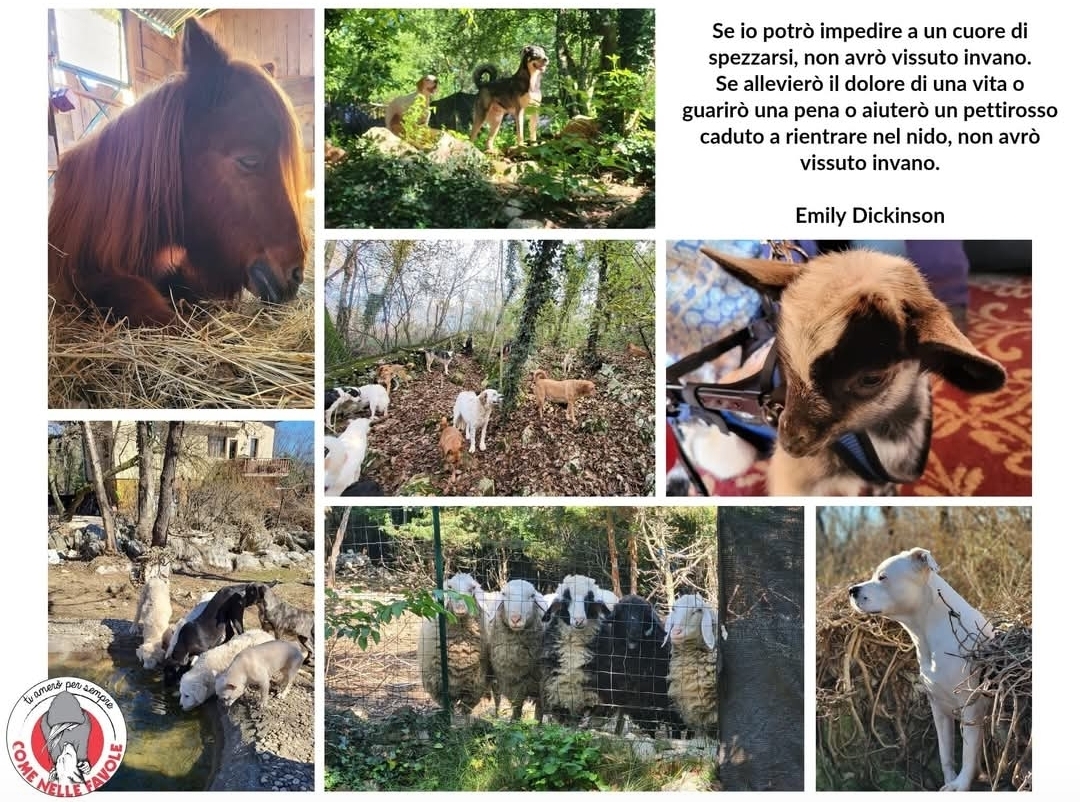 Come nelle favole ts